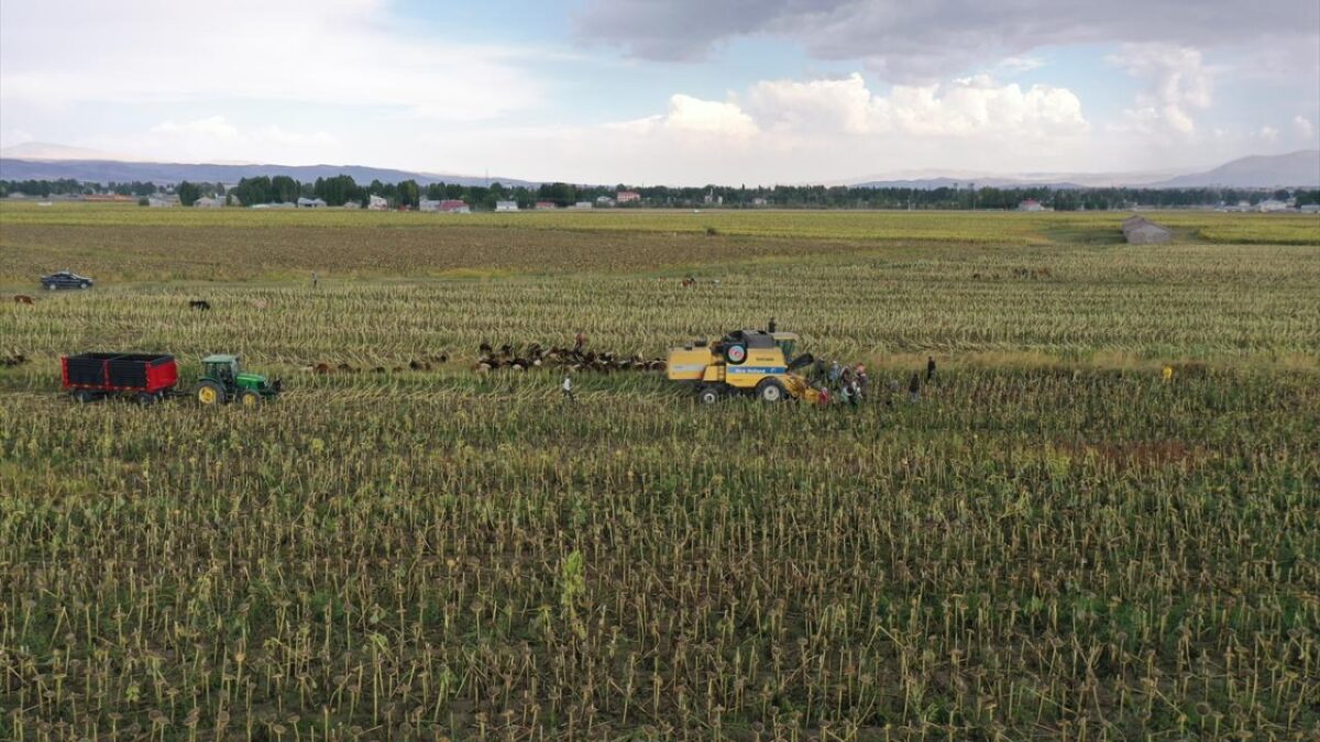 Ağrı'da çerezlik ayçiçeği tarlalarında hasat zamanı