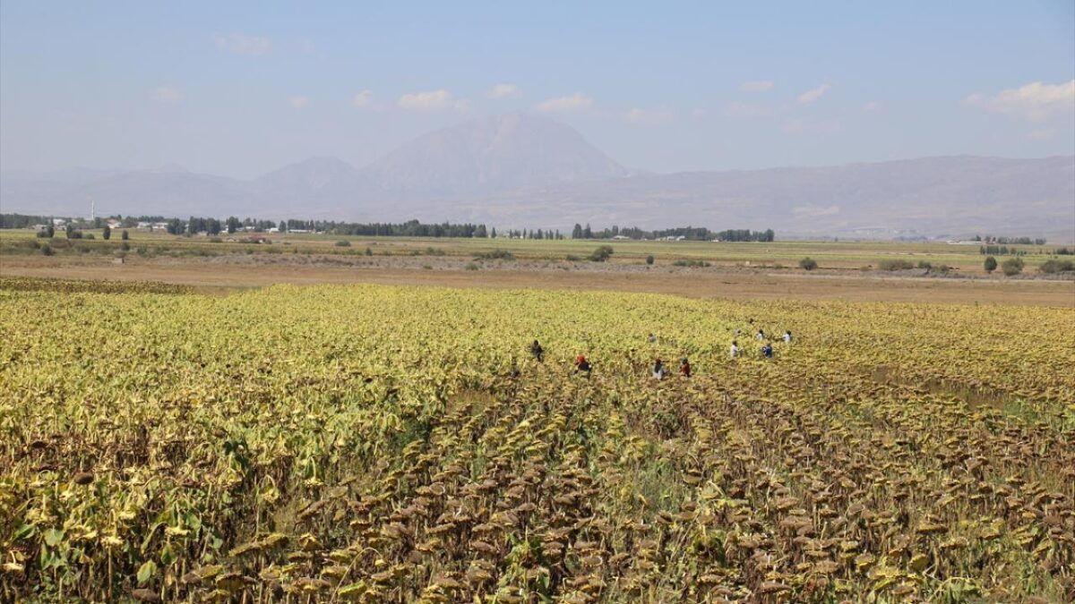 Ağrı'da çerezlik ayçiçeği tarlalarında hasat zamanı