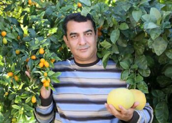 Limon gibi görünen bu meyve, ağaç kavunu!