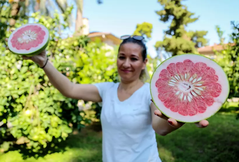 Limon gibi görünen bu meyve, ağaç kavunu! 4 Limon gibi görünen bu meyve, ağaç kavunu!