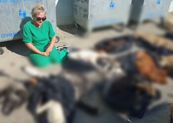 Gebze Belediyesi’ne ait barınakta hayvanlar katledildi: Adli ve idari soruşturma başlatıldı