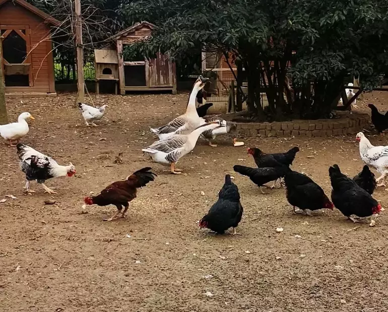 Ünlü isim ekranlara ara verdi; çiftliğinde doğayla baş başa