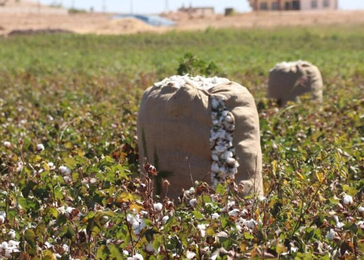 Şanlıurfa pamuğu ‘coğrafi işaret’ olarak tescillendi 1 Şanlıurfa pamuğu ‘coğrafi işaret’ olarak tescillendi