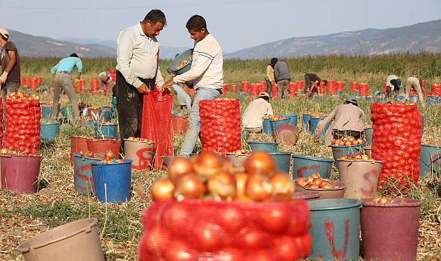 Maliyeti 8 lira olan patates-soğanı, çiftçi yarı fiyatına satmak zorunda bırakılıyor 1 Maliyeti 8 lira olan patates-soğanı, çiftçi yarı fiyatına satmak zorunda bırakılıyor
