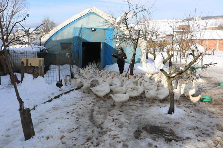 Ebru öğretmen, hayalleri için köye yerleşti, kaz yetiştiriyor 2 Ebru öğretmen, hayalleri için köye yerleşti, kaz yetiştiriyor