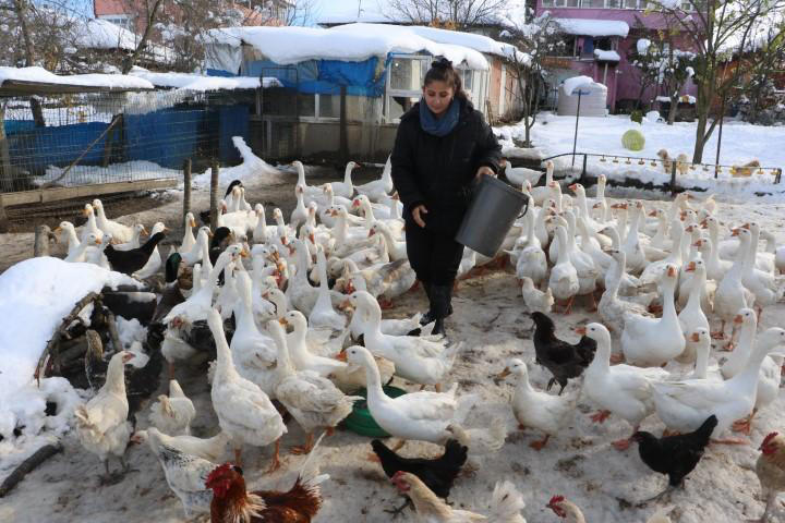 Ebru öğretmen, hayalleri için köye yerleşti, kaz yetiştiriyor 3 Ebru öğretmen, hayalleri için köye yerleşti, kaz yetiştiriyor