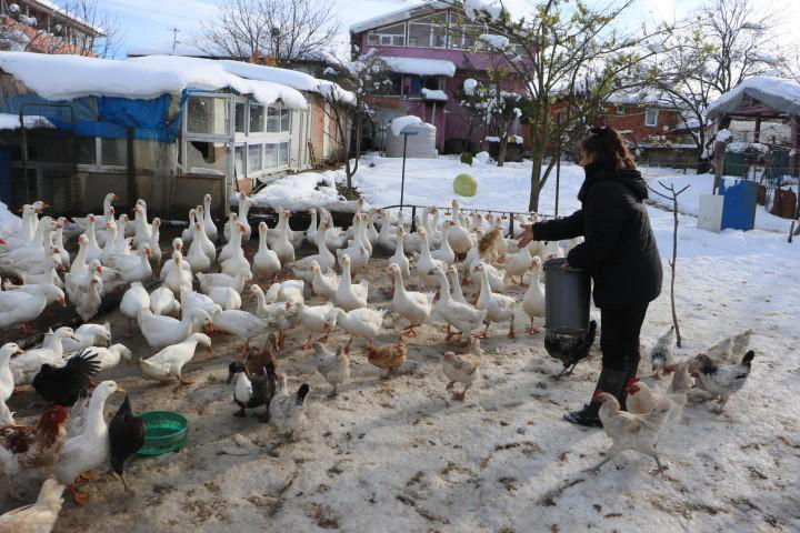 Ebru öğretmen, hayalleri için köye yerleşti, kaz yetiştiriyor 4 Ebru öğretmen, hayalleri için köye yerleşti, kaz yetiştiriyor