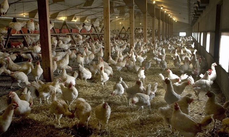 Konya'da 'kuş gribi' vakası görüldü, Bakanlık açıklama yaptı 1 Konya’da ‘kuş gribi’ vakası görüldü, Bakanlık açıklama yaptı