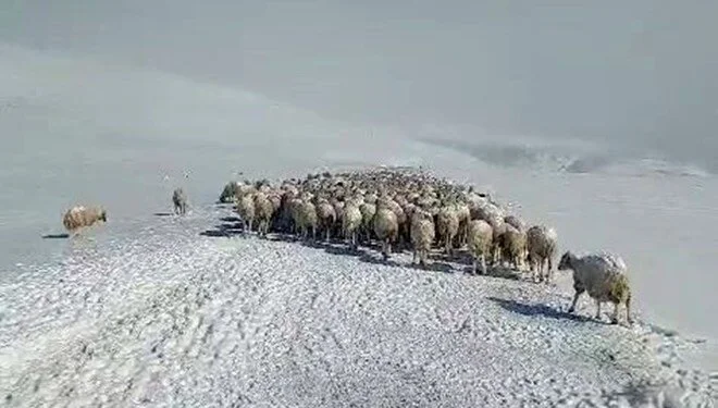 Yayla dönüşünde sürü tipiye yakalandı, 350 koyun donarak telef oldu 1 Yayla dönüşünde sürü tipiye yakalandı, 350 koyun donarak telef oldu