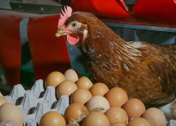 Yumurtada dev oyun: Köy yumurtası 200 TL oldu