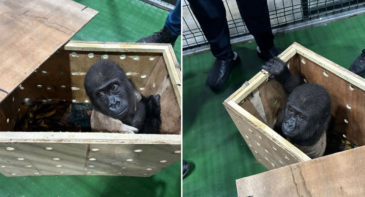 İstanbul’da takibe alınan bir yükün içinden çıkan herkesi şaşırttı 1 İstanbul’da takibe alınan bir yükün içinden çıkan herkesi şaşırttı