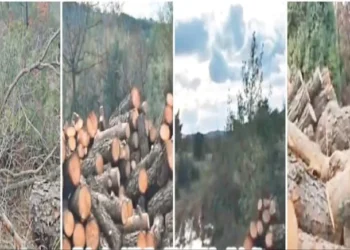 Danıştay kararını verene kadar orman kalmayacak! Mehmet Cengiz 4 ilden kesimci getirdi