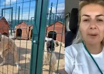 MASAK tespit etti: Köpekler için yapılan bağış paraları ile 65 araç almış 2 MASAK tespit etti: Köpekler için yapılan bağış paraları ile 65 araç almış