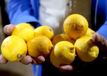 Türkiye’de ‘pestisitli limon’ krizi: Hepsi gümrükten geri döndü