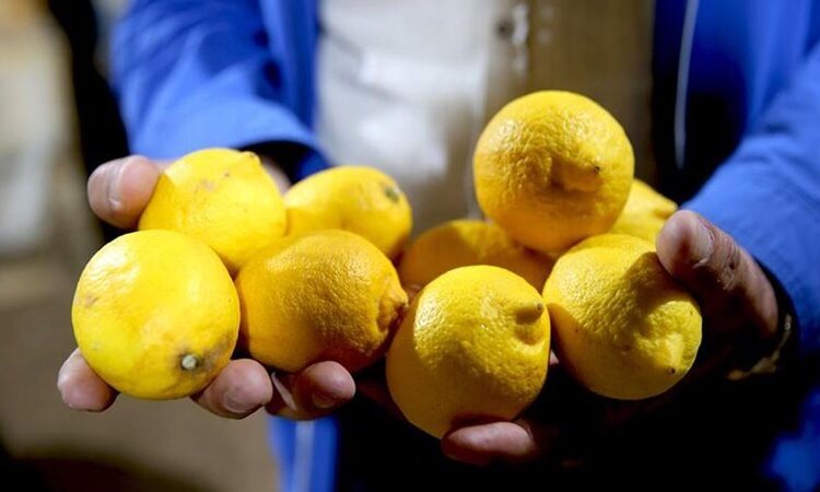 Türkiye'de 'pestisitli limon' krizi: Hepsi gümrükten geri döndü 1 Türkiye’de ‘pestisitli limon’ krizi: Hepsi gümrükten geri döndü