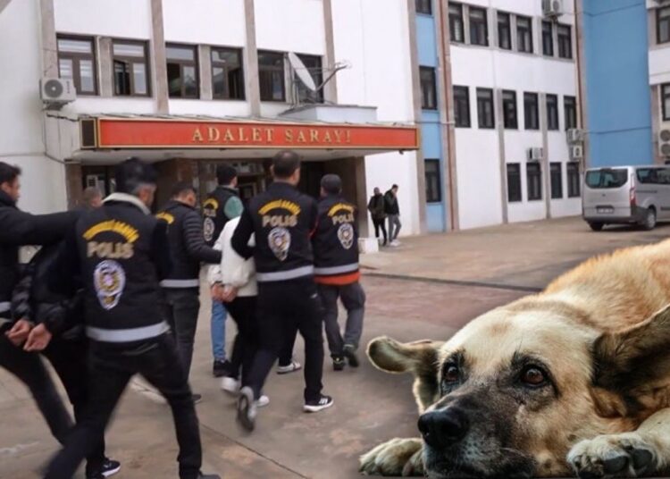 Sokak hayvanları derneği operasyonunda 8 şüpheli adliyeye sevk edildi 1 Sokak hayvanları derneği operasyonunda 8 şüpheli adliyeye sevk edildi