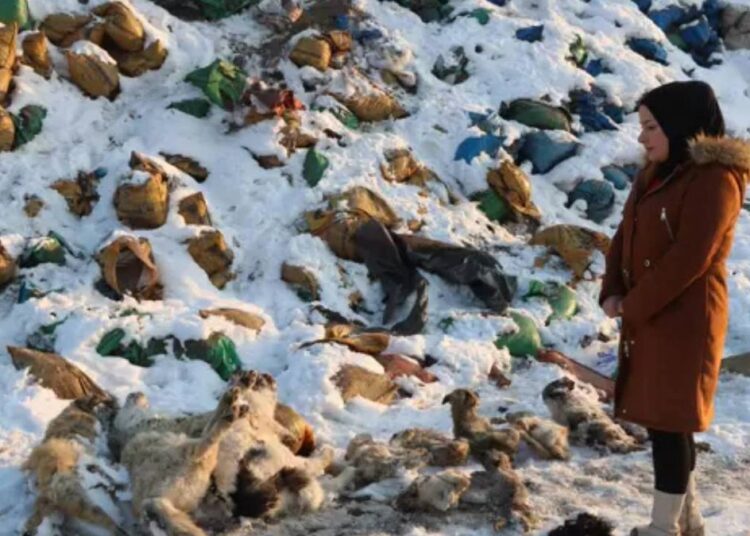 Hakkari'de vahşet: Kül dökülen alanda 20 ölü köpek bulundu 1 Hakkari’de vahşet: Kül dökülen alanda 20 ölü köpek bulundu