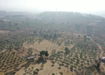 Kızılay, İzmir Karaburun’da 120 dönüm zeytinlik satıyor