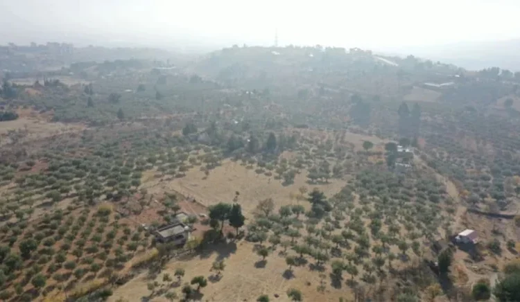 Kızılay, İzmir Karaburun’da 120 dönüm zeytinlik satıyor