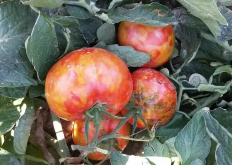 Virüslü domates alarmı! Yiyen hasta oluyor, ekildiği bölgede tarımı yok ediyor 1 Virüslü domates alarmı! Yiyen hasta oluyor, ekildiği bölgede tarımı yok ediyor
