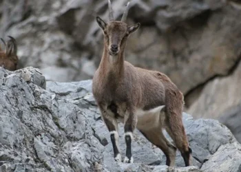 Koruma altındaki dağ keçilerini avlayıp sucuk yaptı, rekor ceza yedi