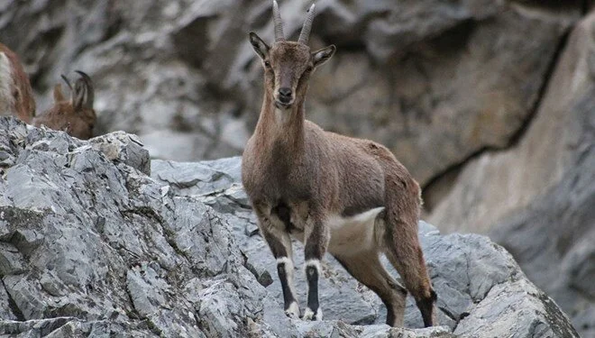 Koruma altındaki dağ keçilerini avlayıp sucuk yaptı, rekor ceza yedi 1 Koruma altındaki dağ keçilerini avlayıp sucuk yaptı, rekor ceza yedi
