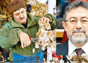 Kastamonulu Bakan, kendi memleketinin sarımsağını koruyamadı! Çin’den yapılan ithalat yüzde 547 arttı