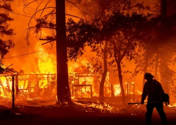Ormanlar çoğunlukla ihmal ve dikkatsizlikten yanmış