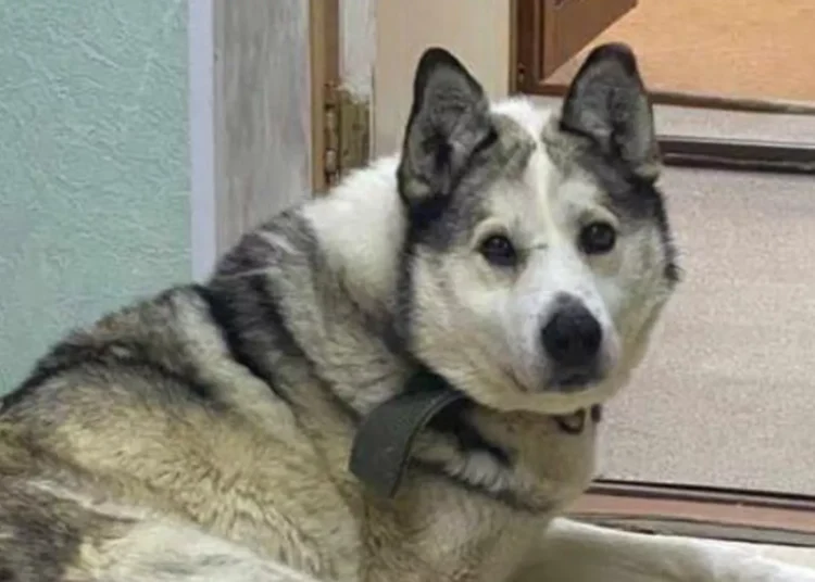 Rusya'da bir köpek, bir aydır yangında ölen sahibinin külleri üzerinde bekliyor 1 Rusya’da bir köpek, bir aydır yangında ölen sahibinin külleri üzerinde bekliyor