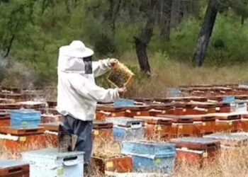 Kovan bakımı yaparken arıların soktuğu kişi hayatını kaybetti