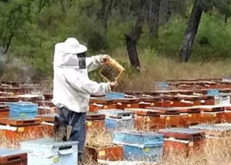 Kovan bakımı yaparken arıların soktuğu kişi hayatını kaybetti 1 Kovan bakımı yaparken arıların soktuğu kişi hayatını kaybetti
