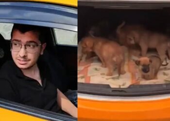 O doktor, sahiplenme bahanesiyle 26 köpeği öldürmüş