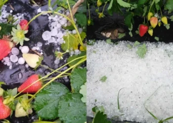 Aydın’da ceviz büyüklüğünde yağan dolu tarlalarda ürün bırakmadı