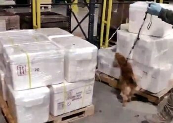 İstanbul Havalimanı’nda 455 kilo kokain yakalandı