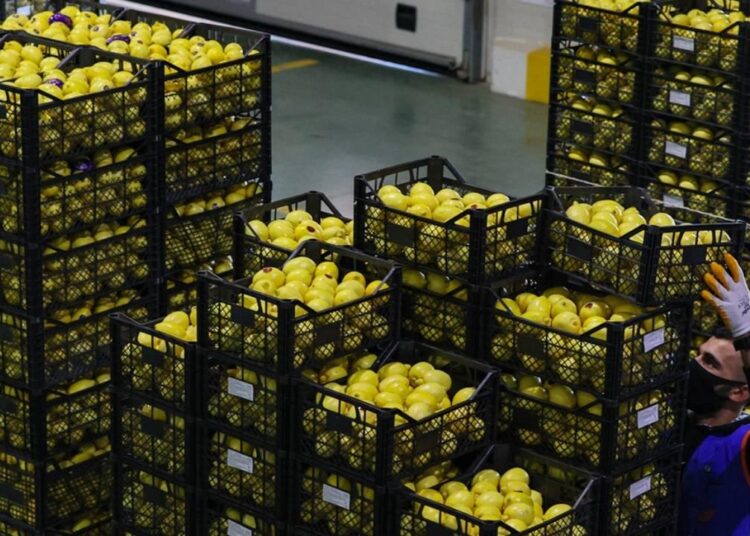 Yurt dışına limon satışı durduruldu! Gerekçe fiyatların aşırı yükselmesi