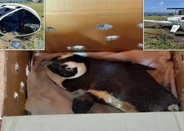 Penguen helikopter düşürdü! 1 Penguen helikopter düşürdü!