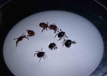 Sivas’ta kene alarmı: 1 kişi hayatını kaybetti