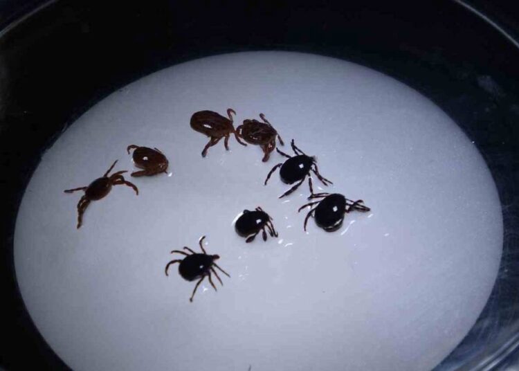 Sivas’ta kene alarmı: 1 kişi hayatını kaybetti