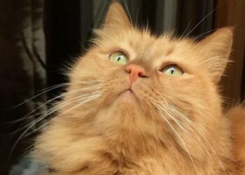 Garfield’dan Çizmeli’ye… Sarman kedilerin gizemi çözüldü: Neden genellikle erkekler?