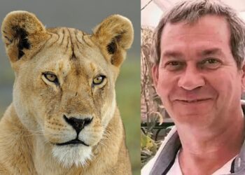 Namibya’ya safariye giden iş insanı aslan saldırısında öldü