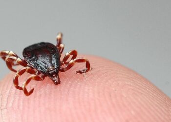 Kene ölümleri artıyor: Sivas’ta bir kişi daha hayatını kaybetti