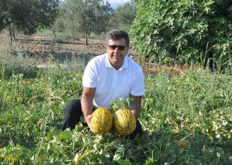 Kırkağaç Kavunu AB’den tescil aldı