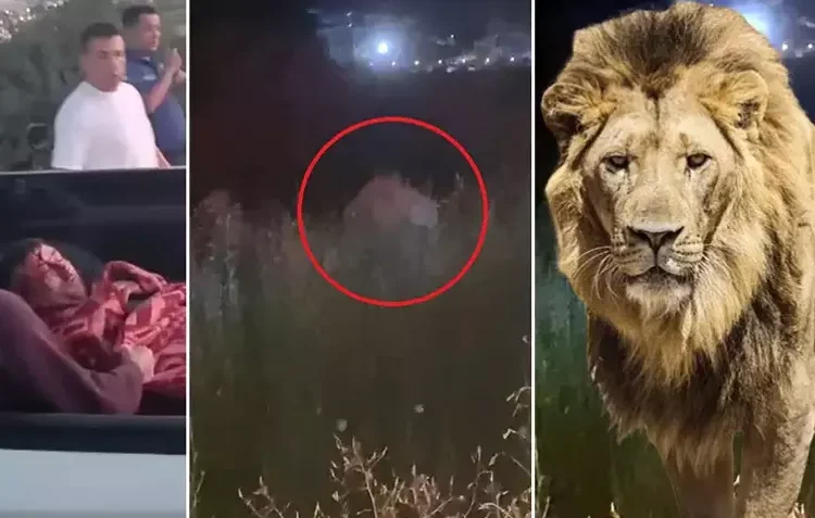 Antalya alarmda: Hayvanat bahçesinden aslan kaçtı, bir kişiyi yaraladı 1 Antalya alarmda: Hayvanat bahçesinden aslan kaçtı, bir kişiyi yaraladı