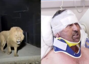 Aslanın yaraladığı çiftçi: Aslana hakkımı helal ederim