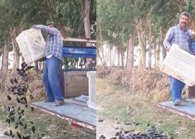 Satamadığı patlıcanları döken üreticiye milyonluk ceza gündemde 1 Satamadığı patlıcanları döken üreticiye milyonluk ceza gündemde