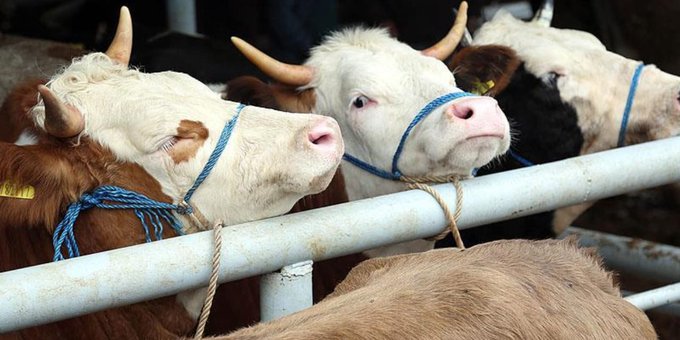 Türkiye'de skandal bitmiyor: Şimdi de hayali besicilikten büyük vurgun 1 Türkiye’de skandal bitmiyor: Şimdi de hayali besicilikten büyük vurgun