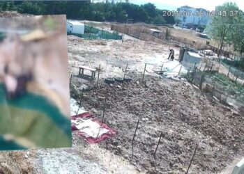 Vahşetin adresi İstanbul: Bir köpeği işkenceyle öldürmüş, diğerinin derisini yüzmüş