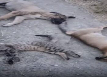 Yüksekova’da 10 köpek, 5 kedi ve 3 tilki ölüsü bulundu