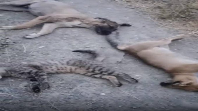 Yüksekova'da 10 köpek, 5 kedi ve 3 tilki ölüsü bulundu 1 Yüksekova’da 10 köpek, 5 kedi ve 3 tilki ölüsü bulundu