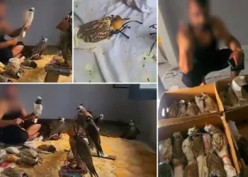 ‘Kuş çetesi’ne baskın: Yurt dışına kaçıracaklardı